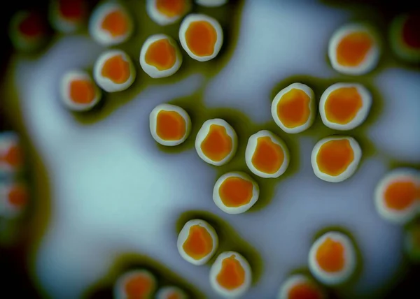 Βακτήρια Superbug Staphylococcus Aureus Mrsa — Φωτογραφία Αρχείου