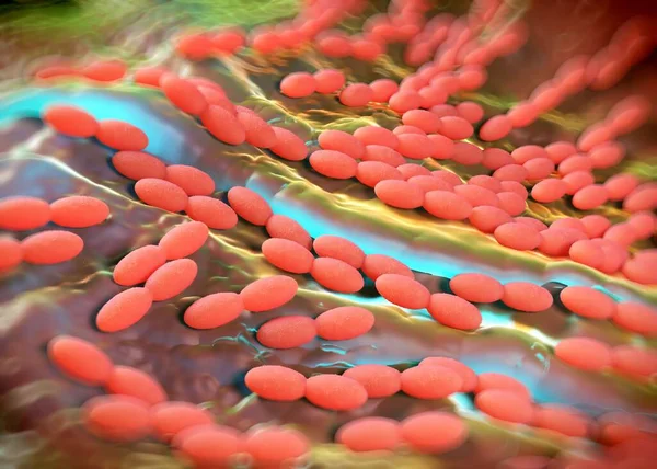 3D görüntüleme - asetobacter bakteri