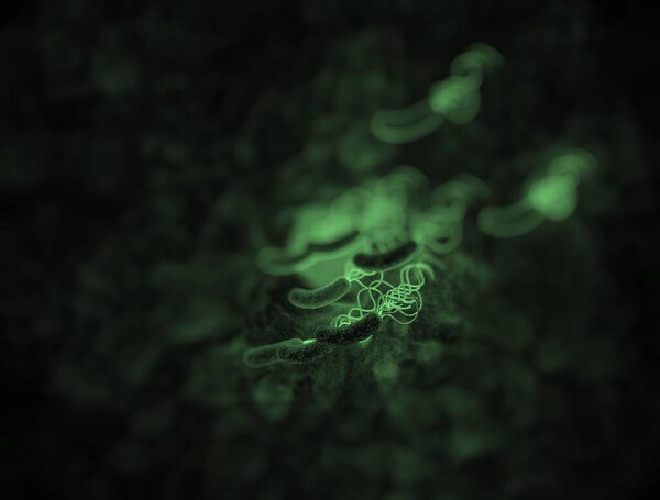 closeup of Helicobacter pylori bacterium 