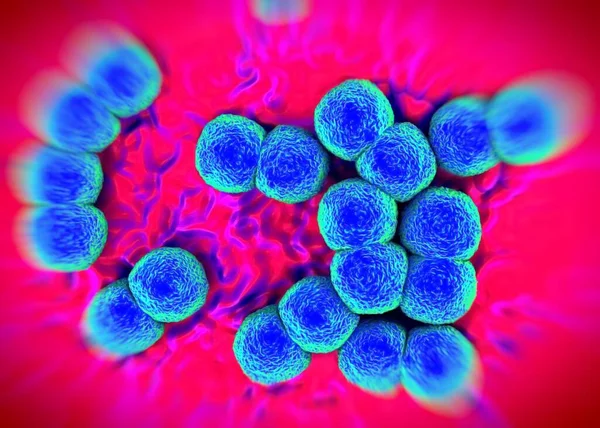 3D görüntüleme - Neisseria gonorrhoeae bakterisi