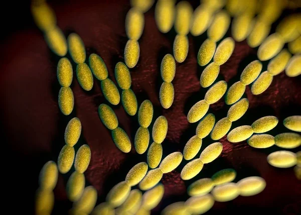 Rendering Acetobacterbakterier — Stockfoto