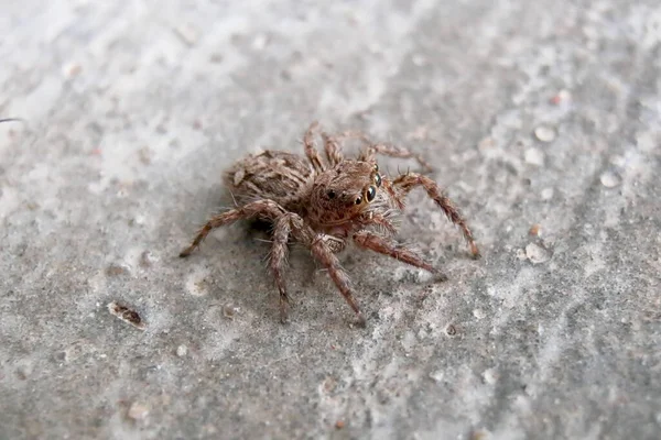 Close Grande Aranha Negra — Fotografia de Stock