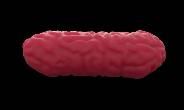 3Dレンダリング Bordetella Pertusis細菌 — ストック写真