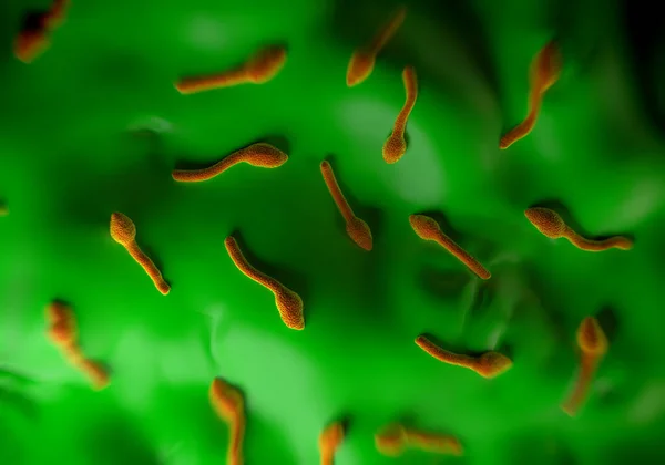 Clostridium Tetani Bacteriën Soort Gram Positieve Sporenvormende Staafachtige Bacteriën Die — Stockfoto