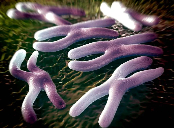 染色体は 細胞複製中の遺伝物質Dnaと形態のパッケージ化された形態である — ストック写真