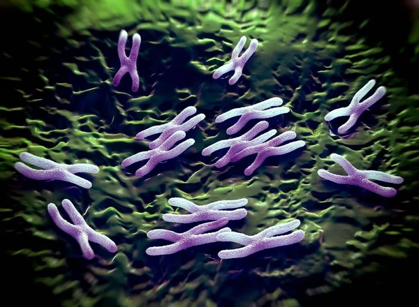 Chromosomes are a packaged form of the genetic material DNA  and form during cell replication