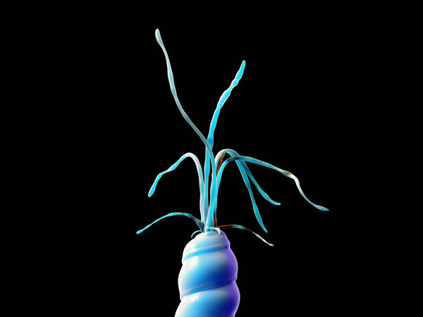 closeup of Helicobacter pylori bacterium 