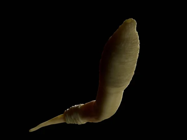 Καενοραβδίτιδα Elegans Worm — Φωτογραφία Αρχείου