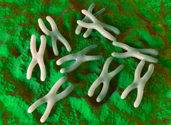 Chromosomes are a packaged form of the genetic material DNA  and form during cell replication