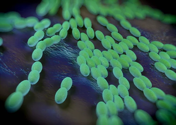 3D görüntüleme - asetobacter bakteri