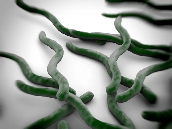 Borrelia Burgdorferi Bacteria Closeup — Stock Photo, Image