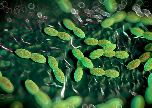 3D görüntüleme - asetobacter bakteri