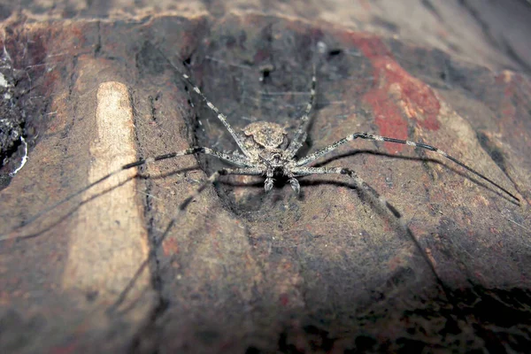 Close Grande Aranha Negra — Fotografia de Stock