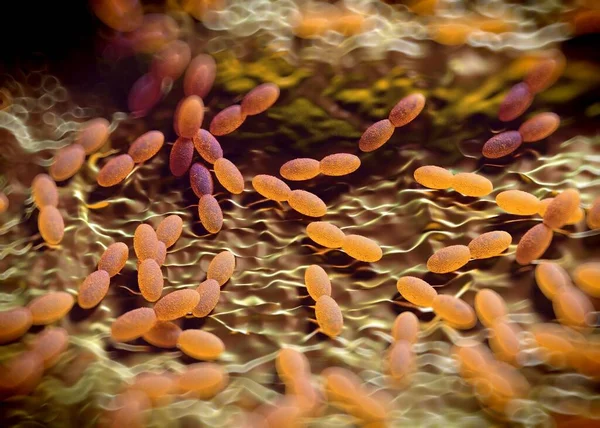 3D görüntüleme - asetobacter bakteri