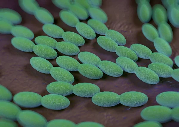 Rendering Acetobacter Bakterien — Stockfoto