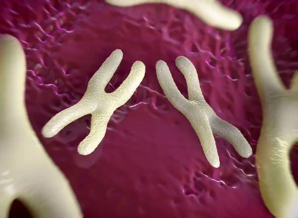 Chromosomes are a packaged form of the genetic material DNA  and form during cell replication