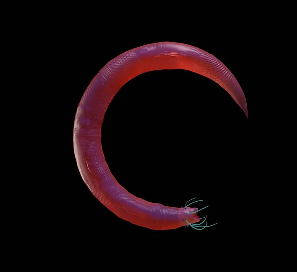 렌더링 Nematode Worm — 스톡 사진