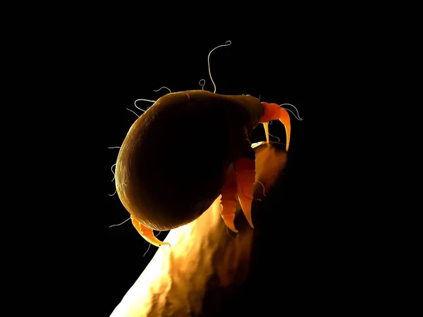 Görüntüleme Iğne Ucunda Yürüyen Toz Böceği — Stok fotoğraf