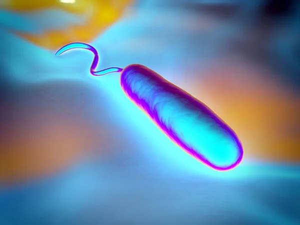 These Gram-negative rod-shaped bacteria have a single polar flagellum.They are the cause of cholera, an infection of the small intestine that is transmitted to humans via contaminated food or water