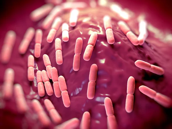  Laktobacillus bulgaricus bakterisi. Çubuk şeklinde, gram pozitif bakteriler. Asit ortamında büyürler ve karbonhidratların fermantasyonundan laktik asit üretirler. Preservatio 'nun sorumlusunun süt fermantasyonu tarafından üretilen laktik asit olduğunu