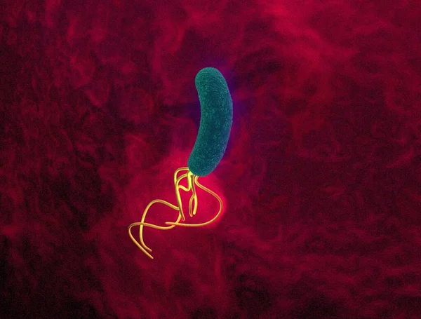 Närbild Helicobacter Pylori Bakterie — Stockfoto