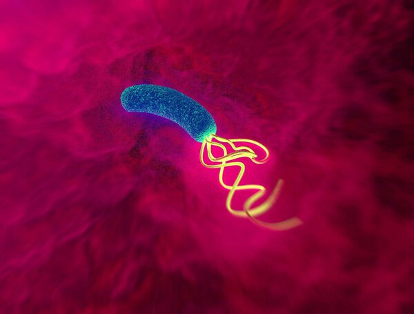 closeup of Helicobacter pylori bacterium 