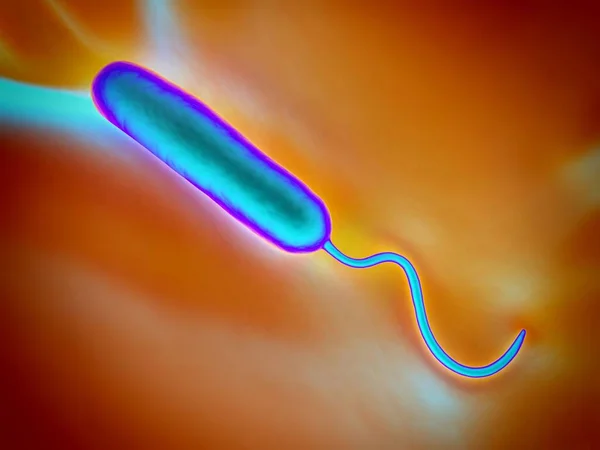 Estas Bacterias Gramnegativas Forma Vara Tienen Solo Flagelo Polar Son — Foto de Stock