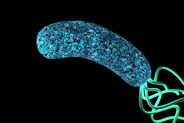 Helicobacter pylori bakterisine yakın çekim 