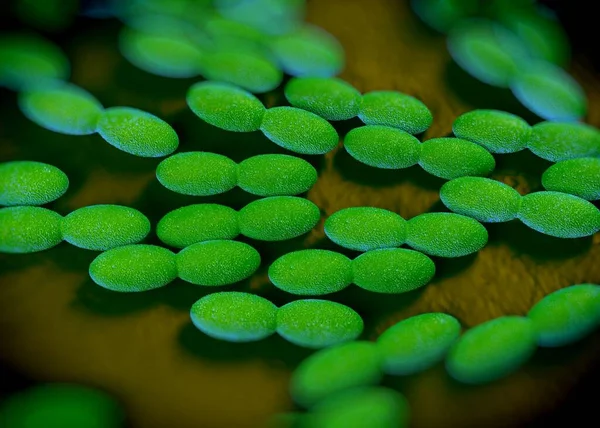 3D görüntüleme - asetobacter bakteri