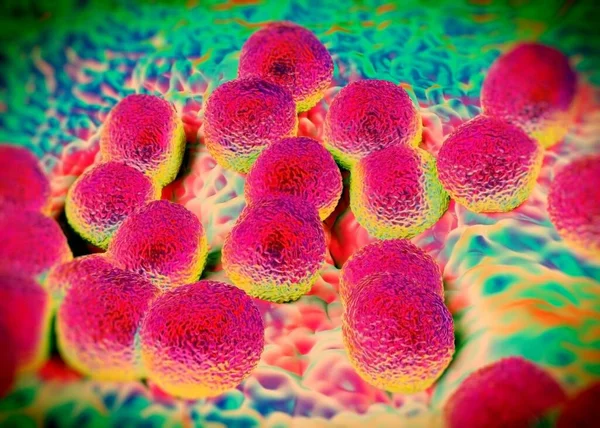 Perenderan Bakteri Neisseria Gonore — Stok Foto