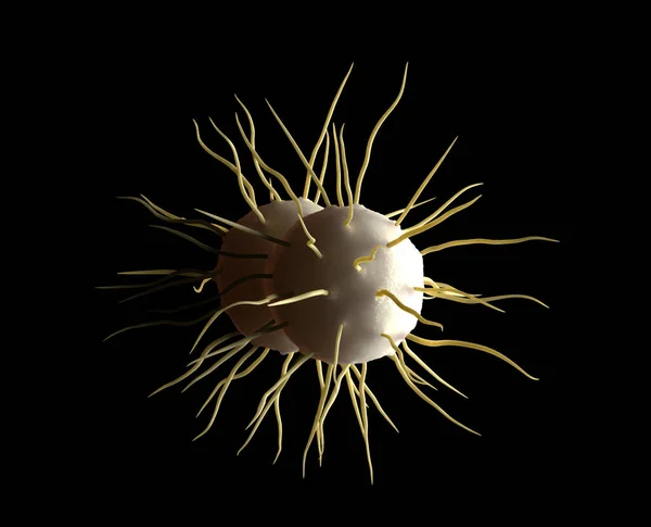 Neisseria Meningitidis Бактерии Является Обязательным Паразитом Человека Который Вызывает Менингококковый — стоковое фото