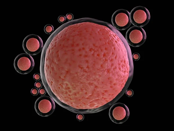3Dレンダリング ヒトの卵細胞 — ストック写真
