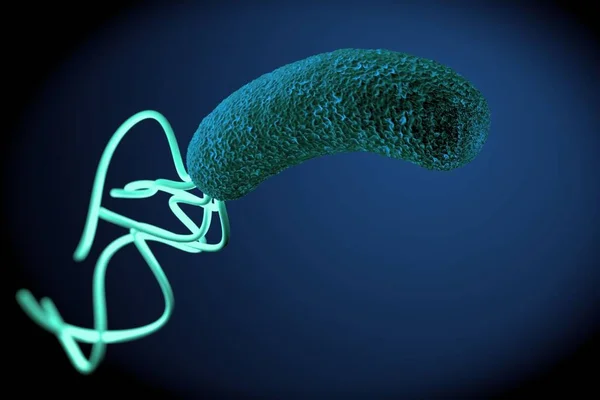 Helicobacter pylori bakterisine yakın çekim 