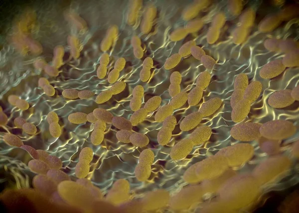 3D görüntüleme - asetobacter bakteri