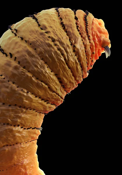 Bottfluglarver Eller Parasitfluglarver Från Gasterophilus — Stockfoto