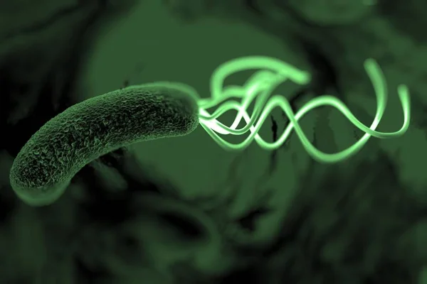 Close Van Helicobacter Pylori Bacterie — Stockfoto