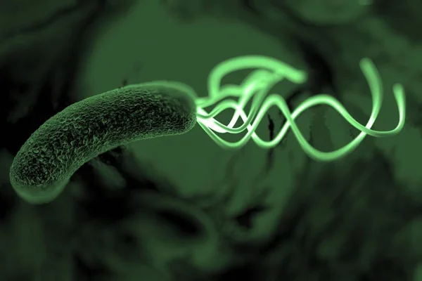 Helicobacter pylori bakterisine yakın çekim 