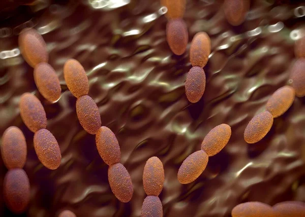 3D görüntüleme - asetobacter bakteri