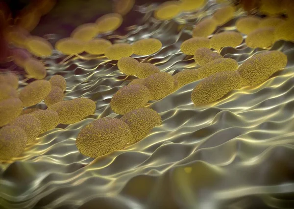 3D görüntüleme - asetobacter bakteri