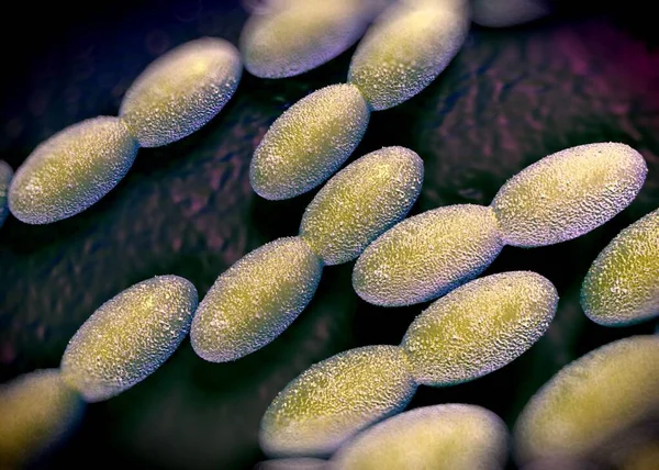 3D görüntüleme - asetobacter bakteri