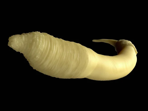 Caenorhabditis Elegans Worm — Stockfoto