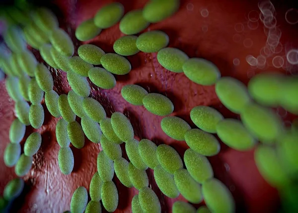 3D görüntüleme - asetobacter bakteri