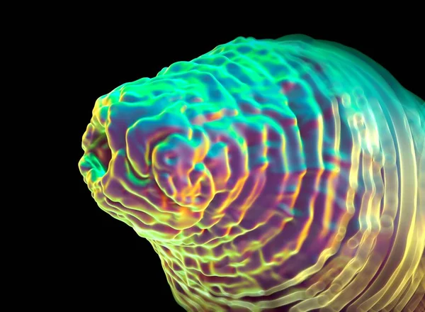 Kafkasya iltihabı C. Solucan.