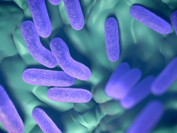 These bacteria, also known as Salmonella enterica enterica, are Gram-negative, rod-shaped cells. Salmonella is a major cause of food poisoning (salmonellosis) in humans, most commonly caught from infected pork, poultry and eggs