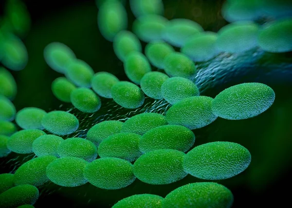 Rendering Acetobacter Bakterien — Stockfoto