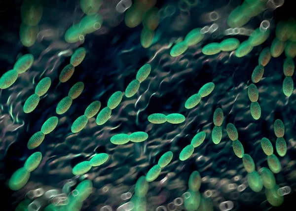 3Dレンダリング アセトバクテリア — ストック写真