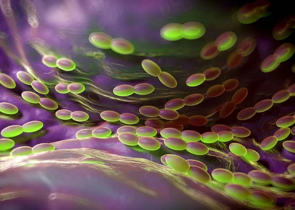 3D görüntüleme - asetobacter bakteri