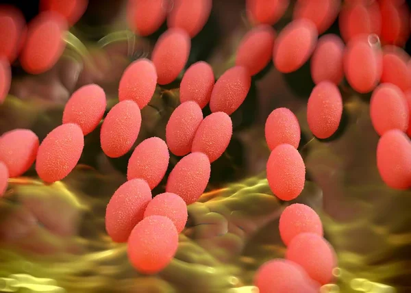 Рендеринг Ацетобактерии — стоковое фото