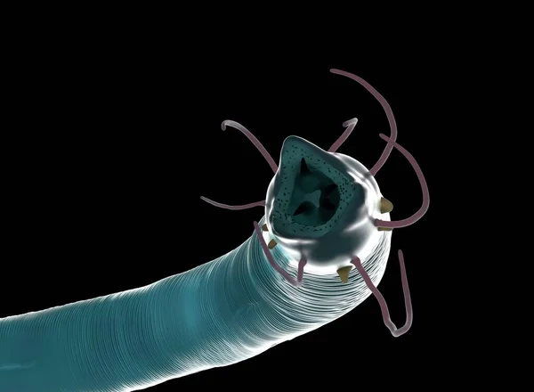 Görüntüleme Nematode Solucanı — Stok fotoğraf