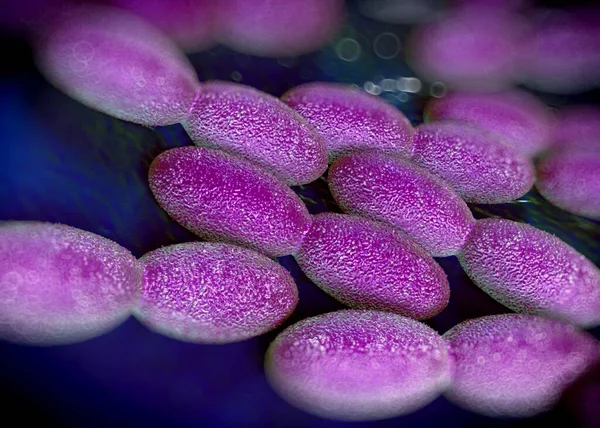 3D görüntüleme - asetobacter bakteri